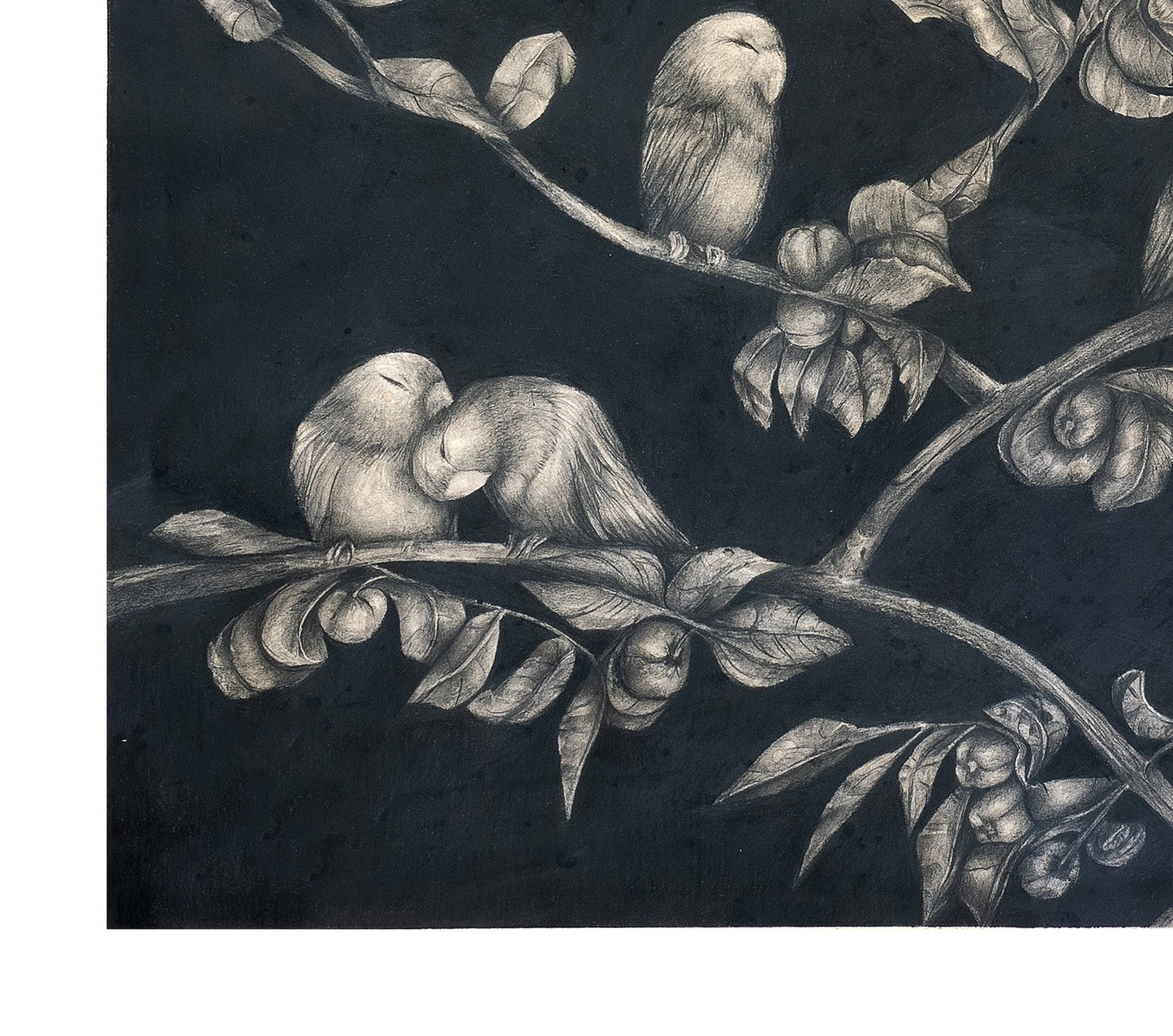 Birds in Paradise ✺