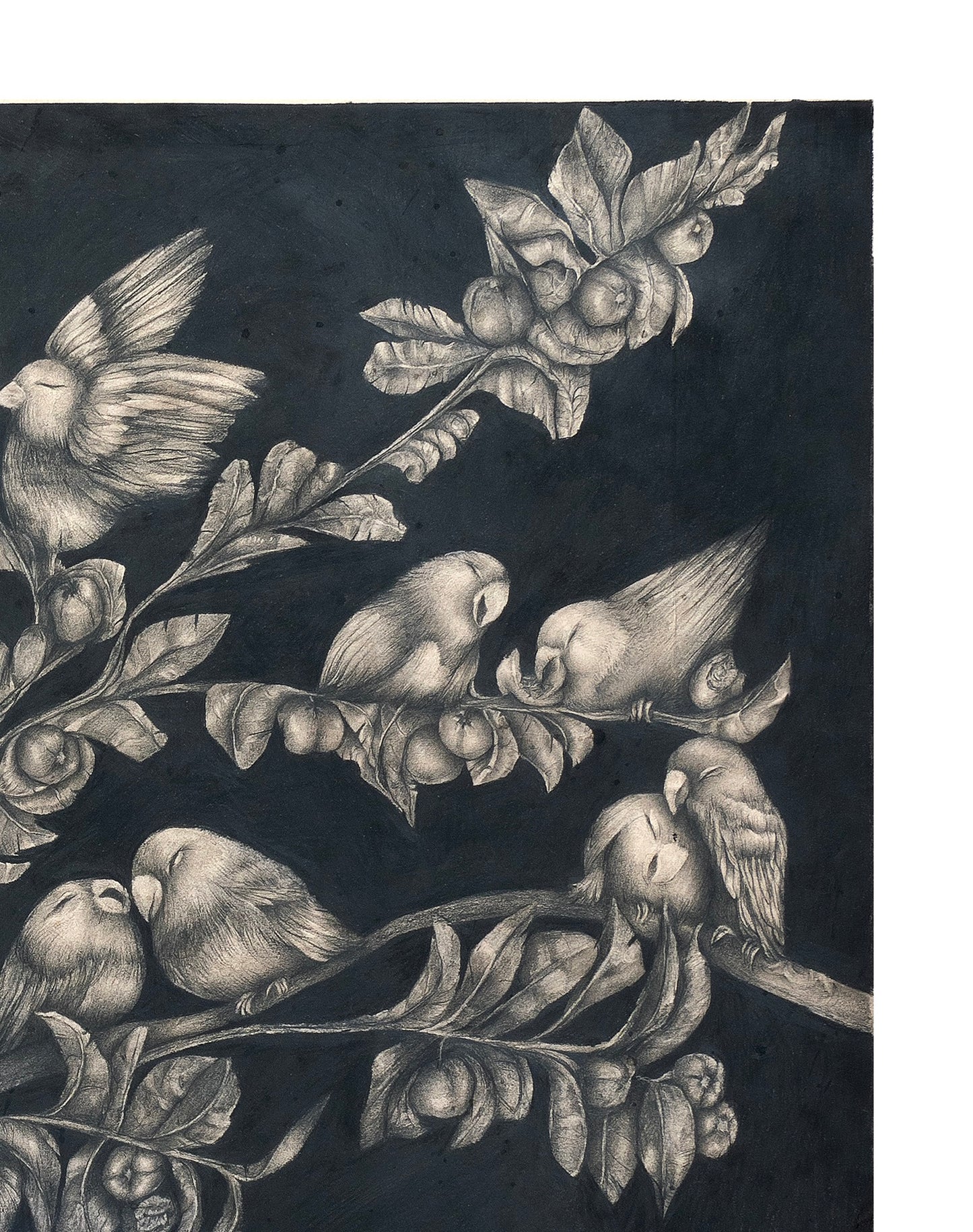 Birds in Paradise ✺